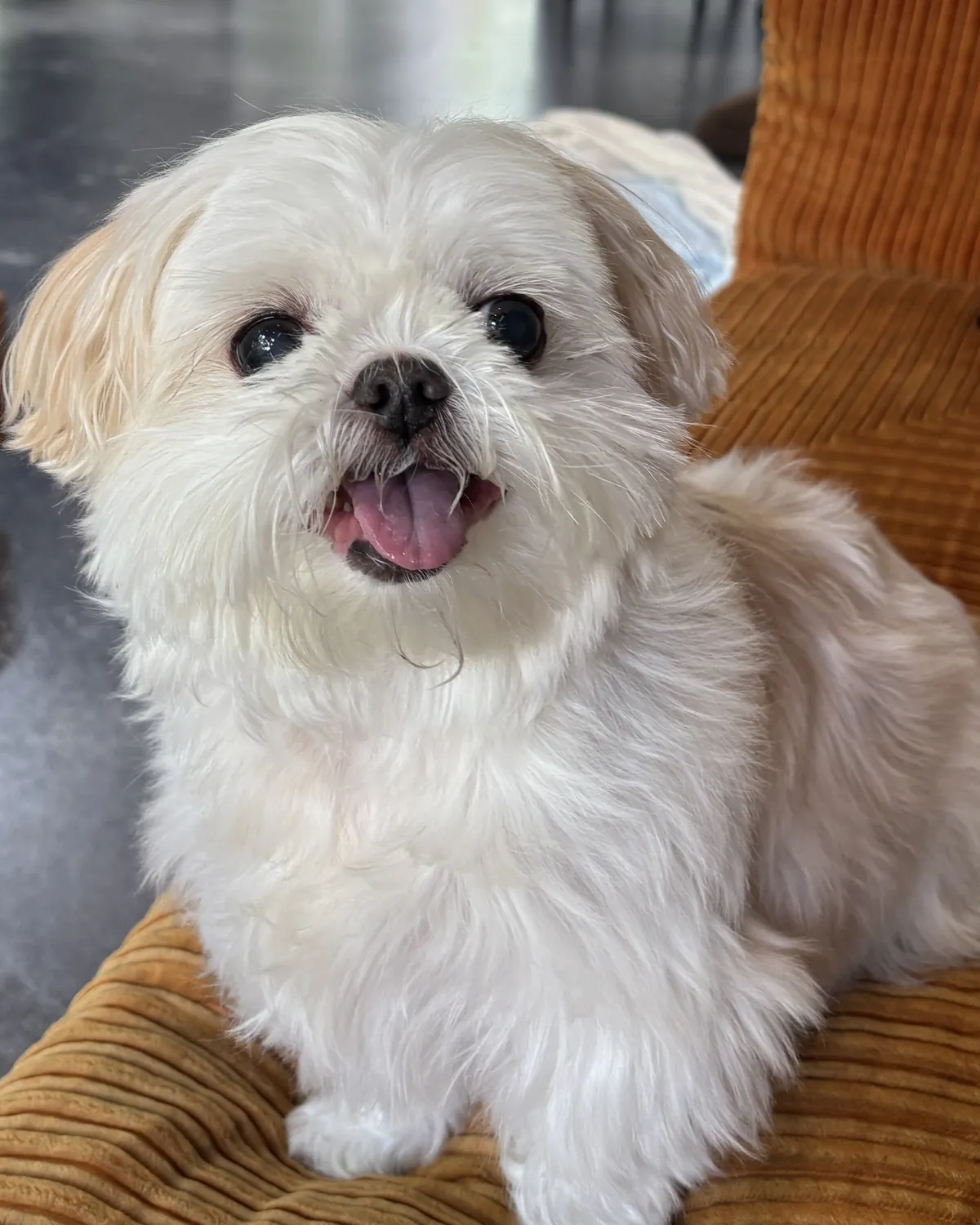 Olive, the dog who inspired Petto
